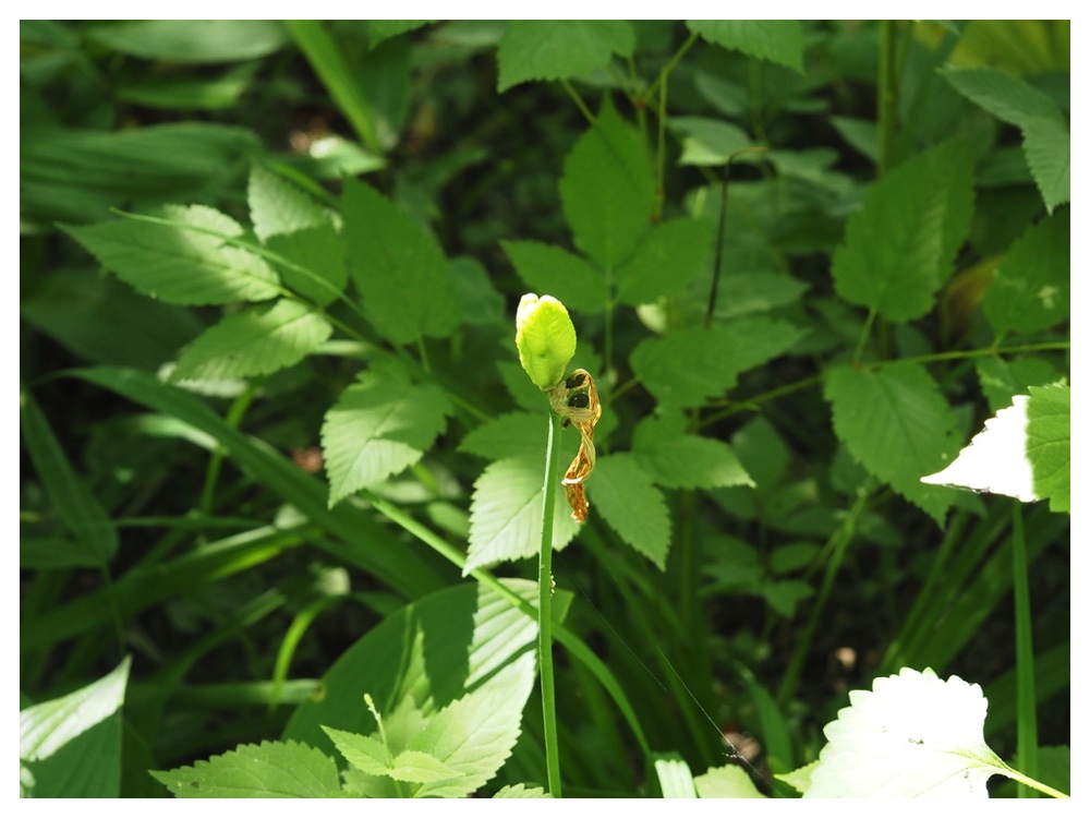 ゼンテイカの実