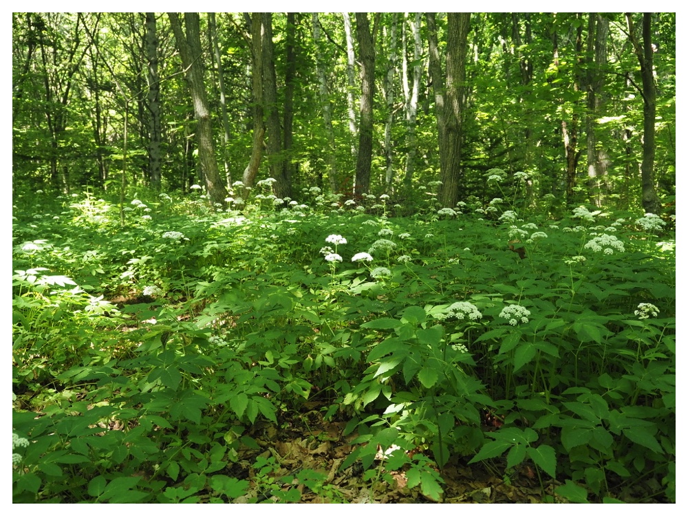 イワミツバの群落