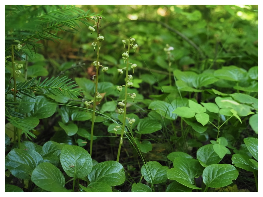 ベニバナイチヤクソウ