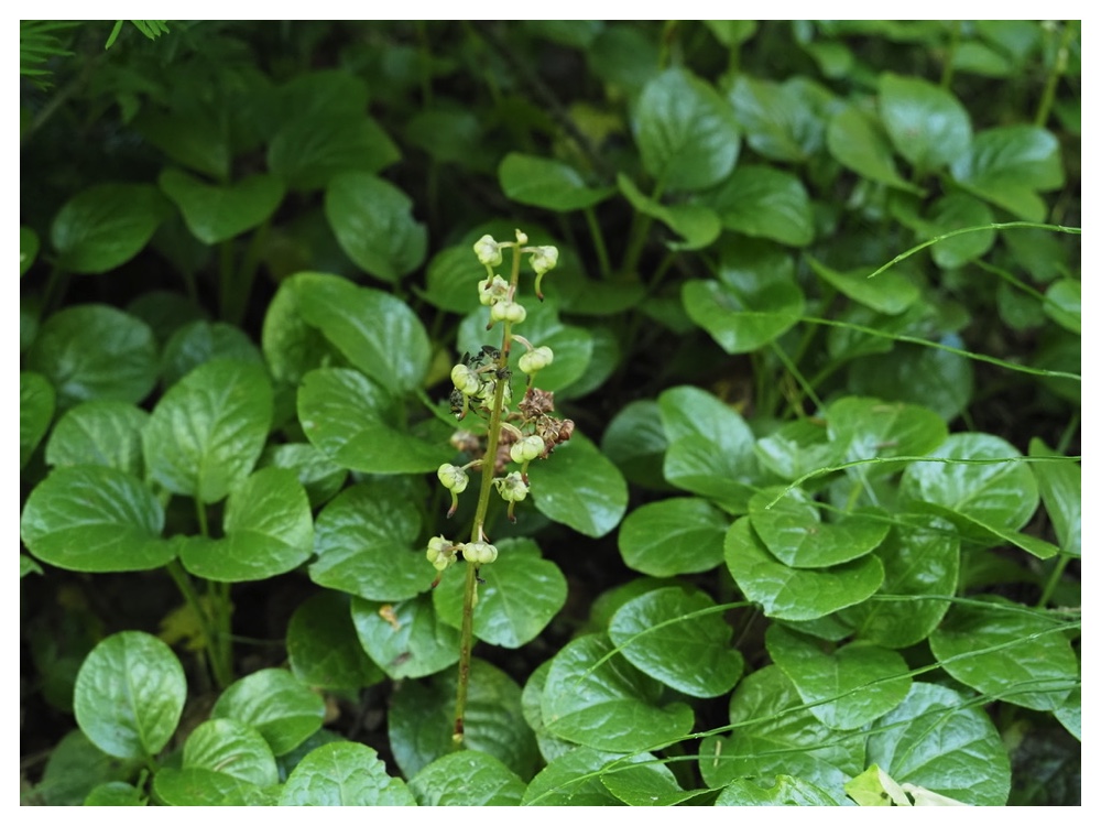 ベニバナイチヤクソウ