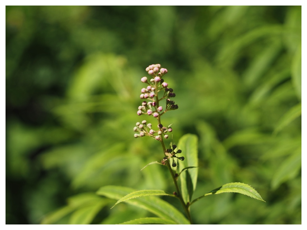 ホザキシモツケ
