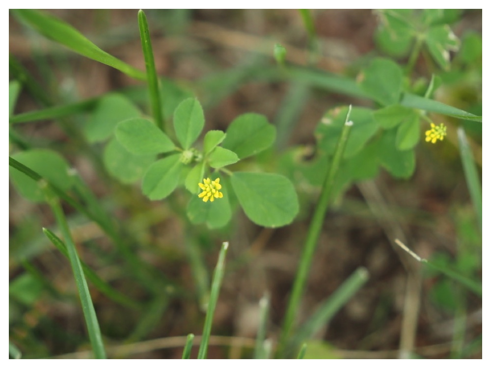 コメツブウマゴヤシ