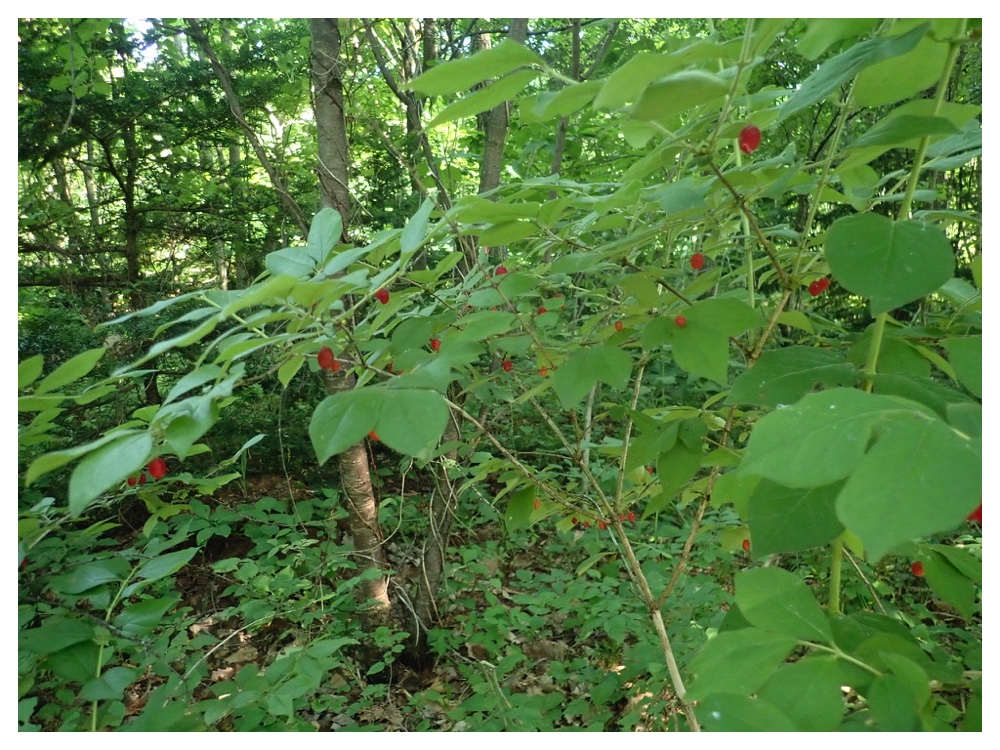 ミヤマウグイスカグラ