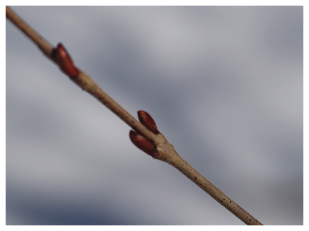 250315_Inukoriyanagi