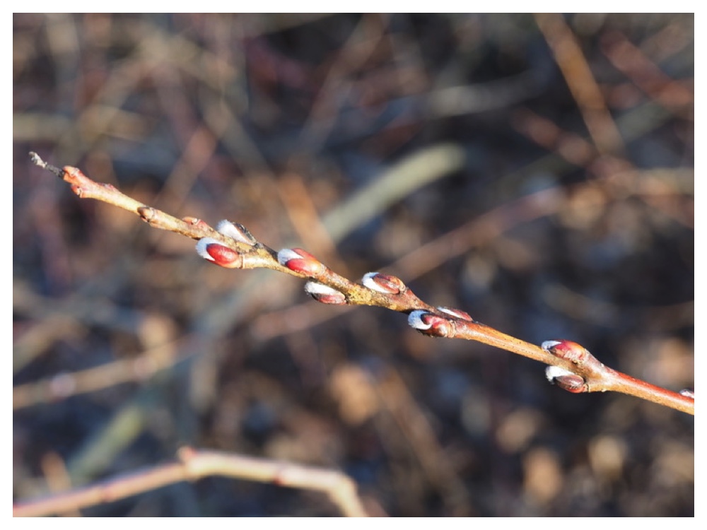 250331_Inukoriyanagi