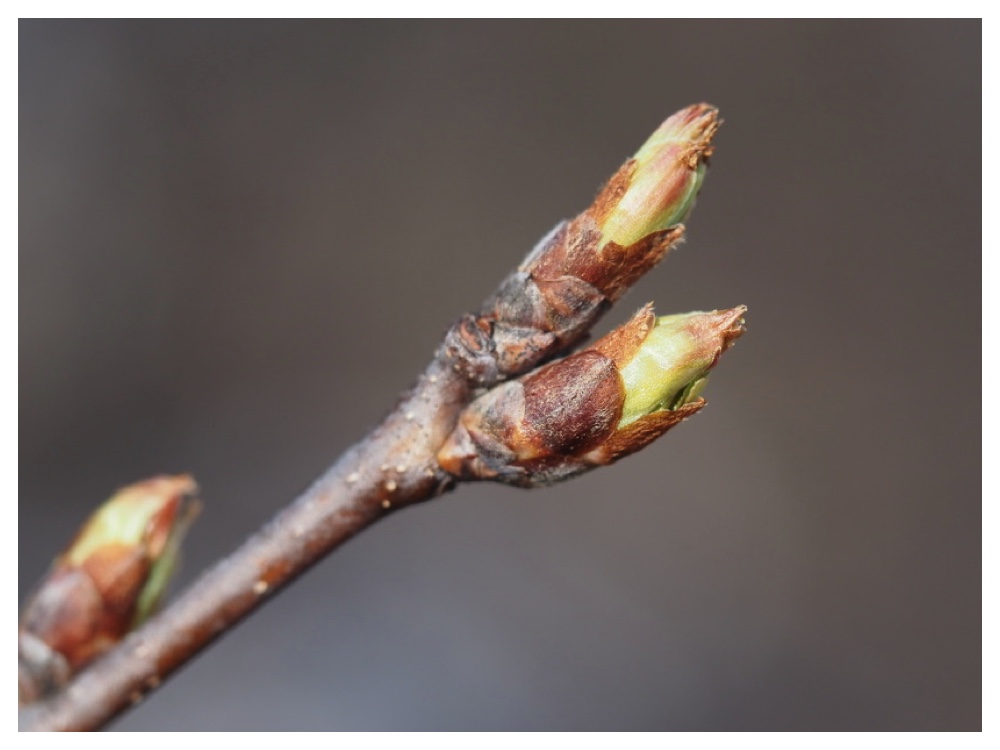 250401_Ezonouwamizuzakura