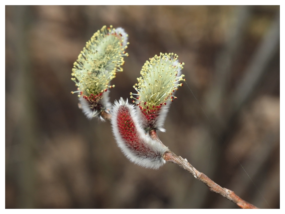 250406_Ezonokinuyanagi