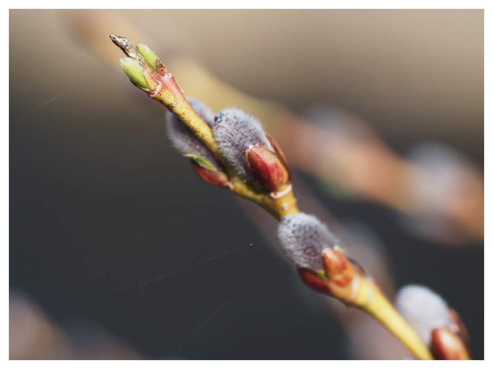 250411_Inukoriyanagi