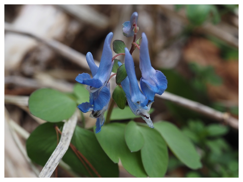 250412_Ezoengosaku-2