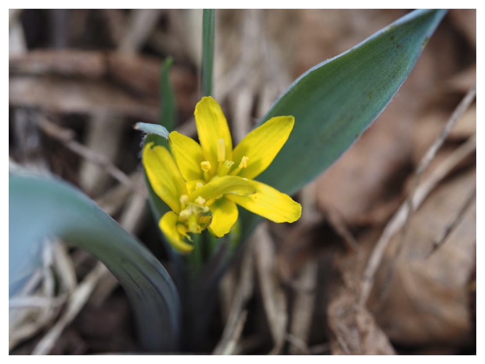 250412_Kibananoamana