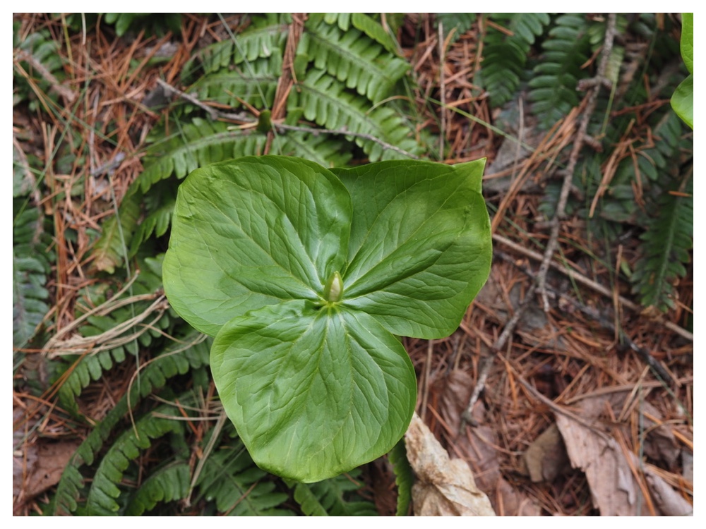 250412_Oobananoenreisou