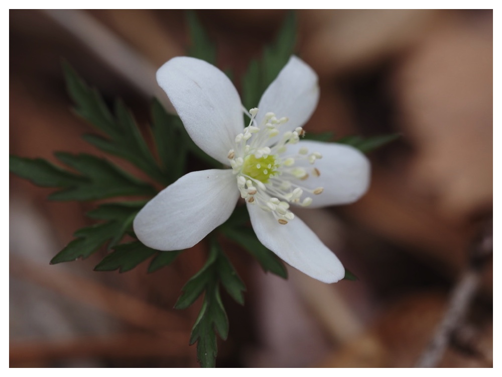 250412_Urahoro-chige-2