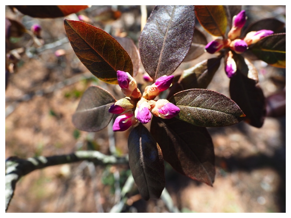 250418_Ezomurasakitsutsuji