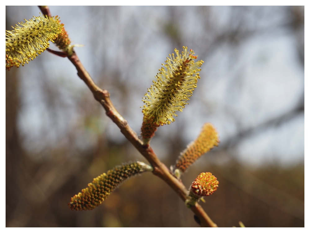 250422_Ezonokinuyanagi