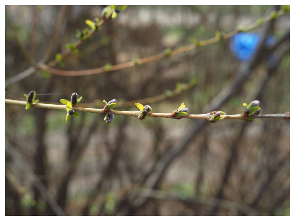 250422_Inukoriyanagi