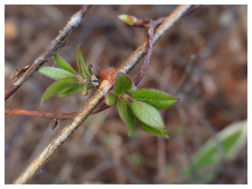 250423_Miyamauguisukagura