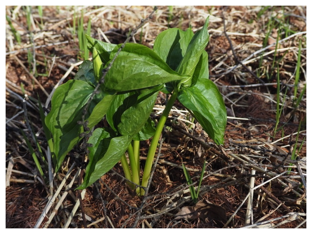 250423_Oobananoenreisou