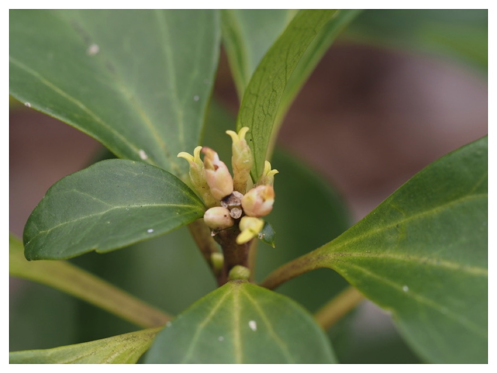 250425_Fukkisou-mebana