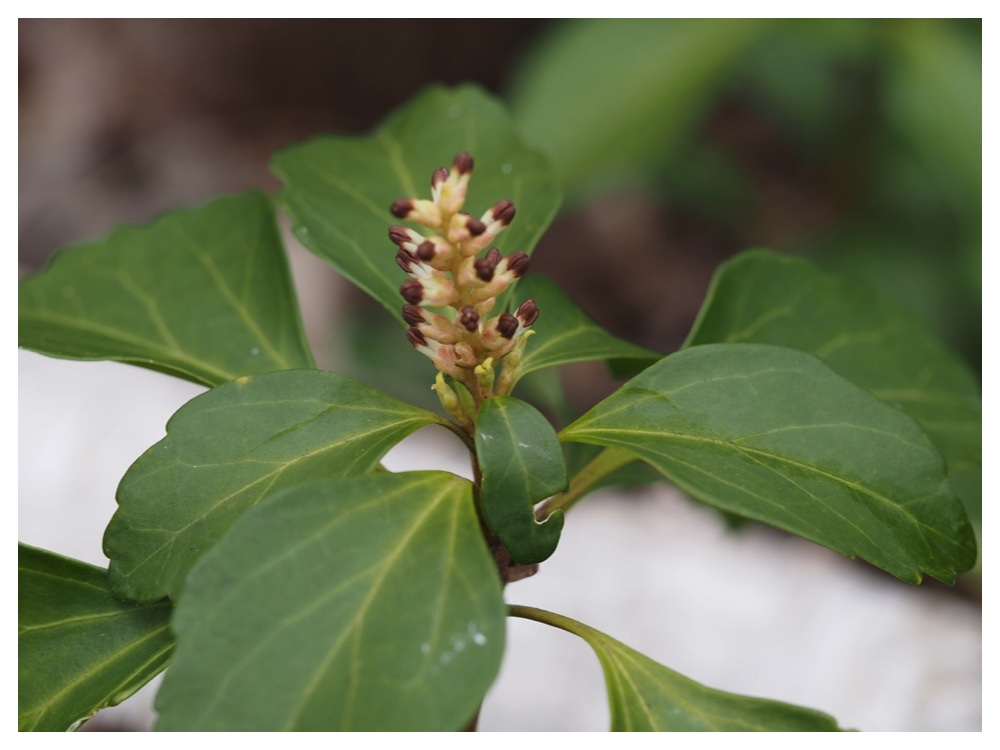 250425_Fukkisou-obana