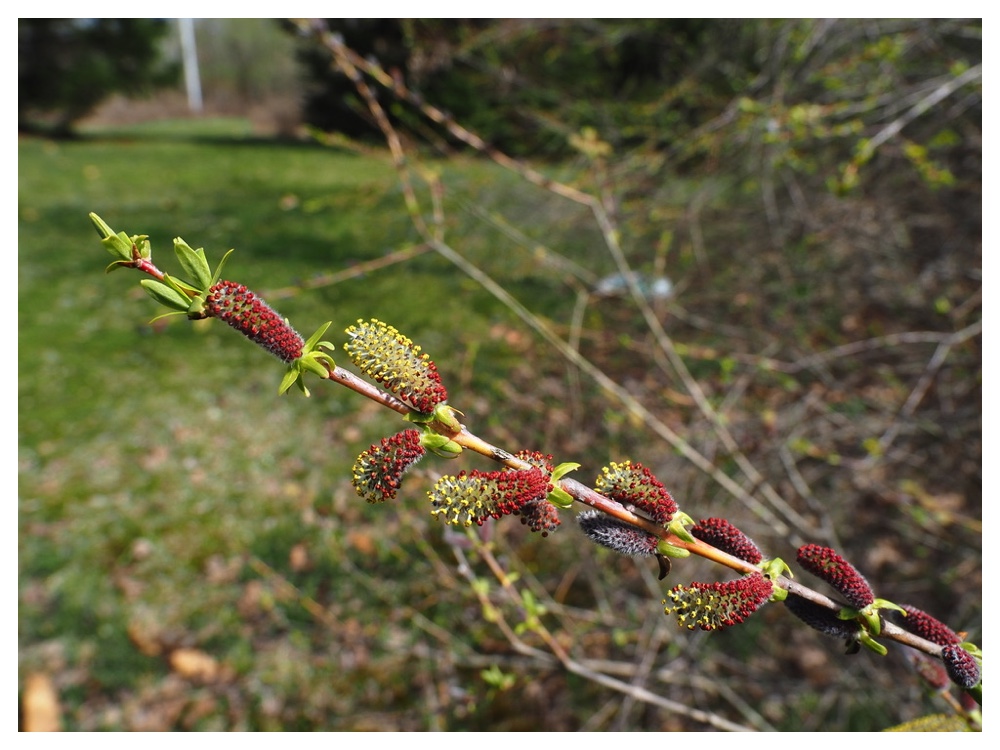 250427_Inukoriyanagi