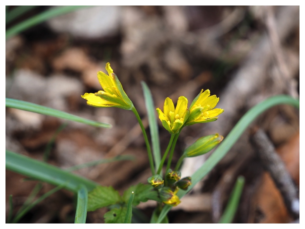 250427_Kibananoamana