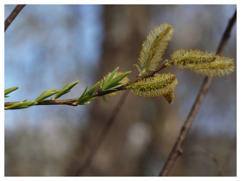 250427_Onoeyanagi-mebana