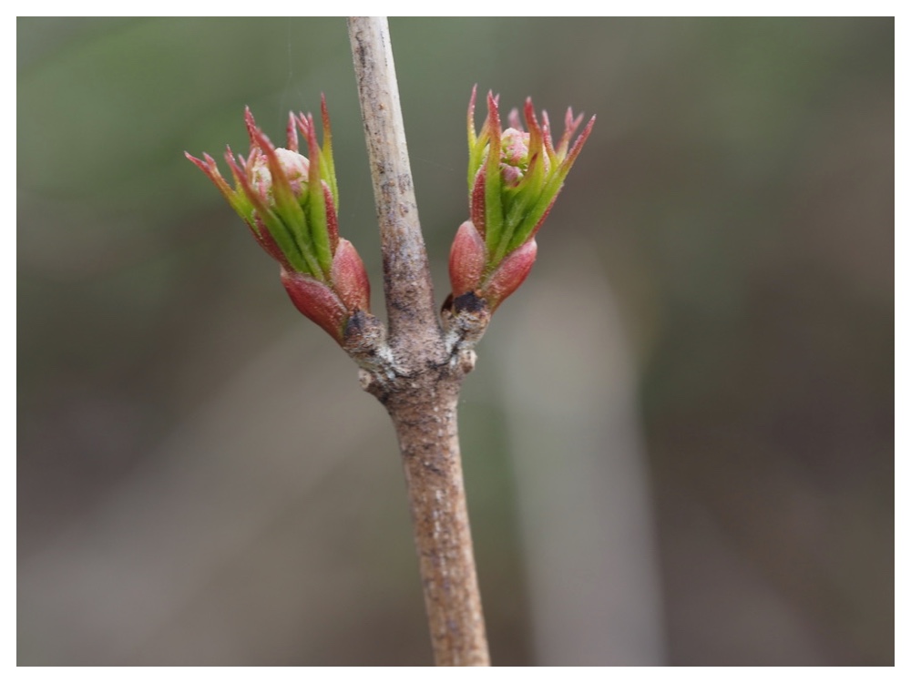 250428_Mitsubautsugi