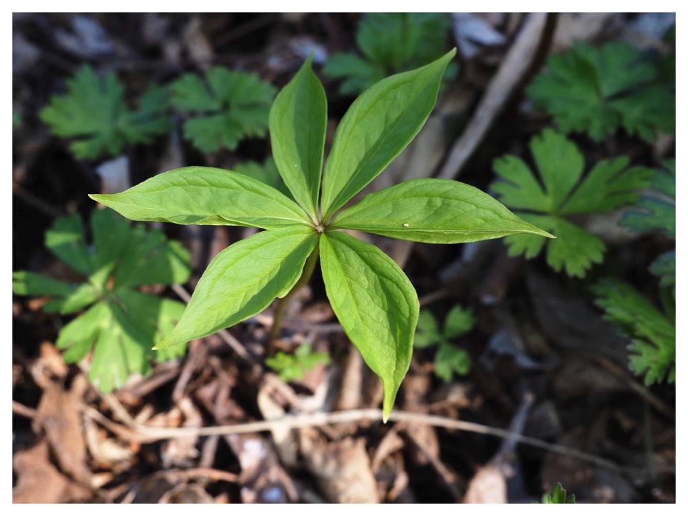 クルマバツクバネソウ