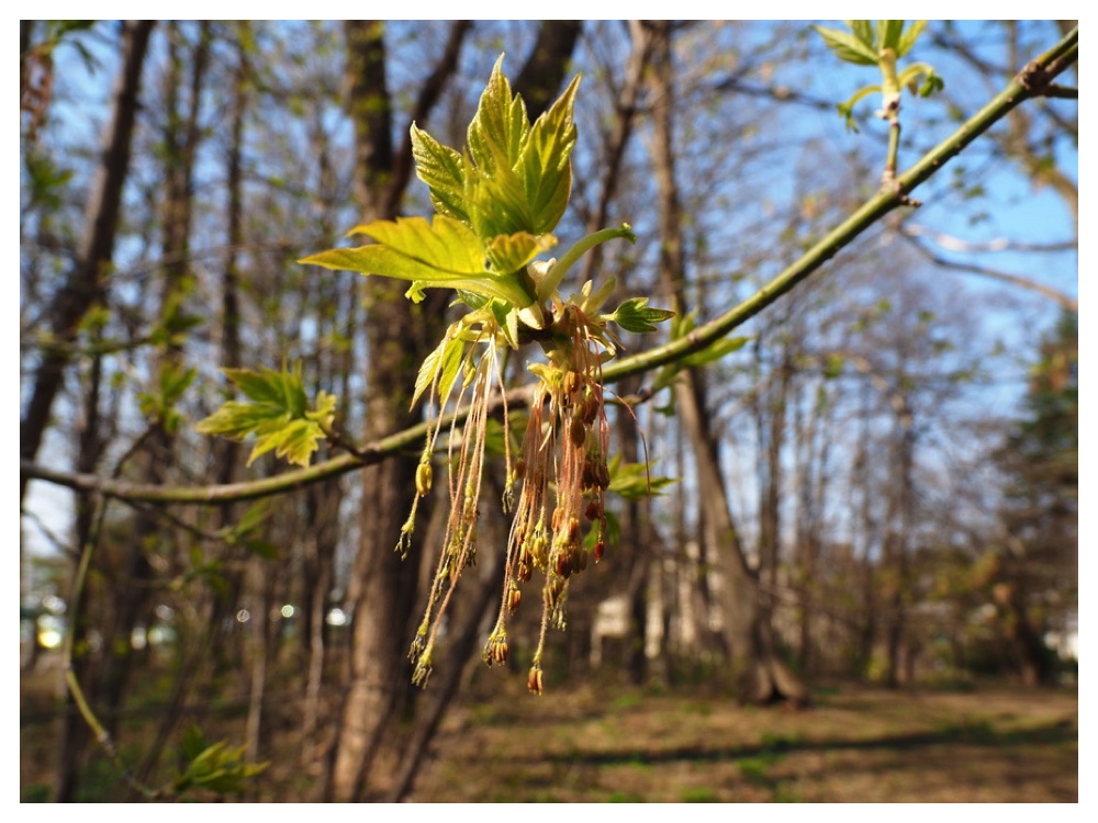 ネグンドカエデ
