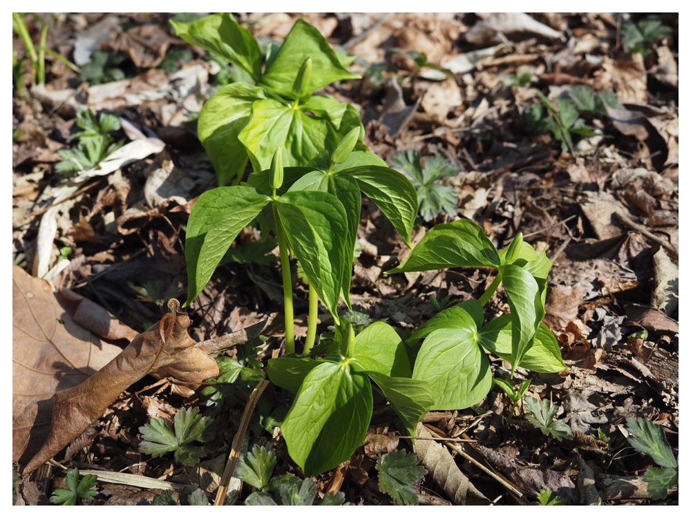オオバナノエンレイソウ