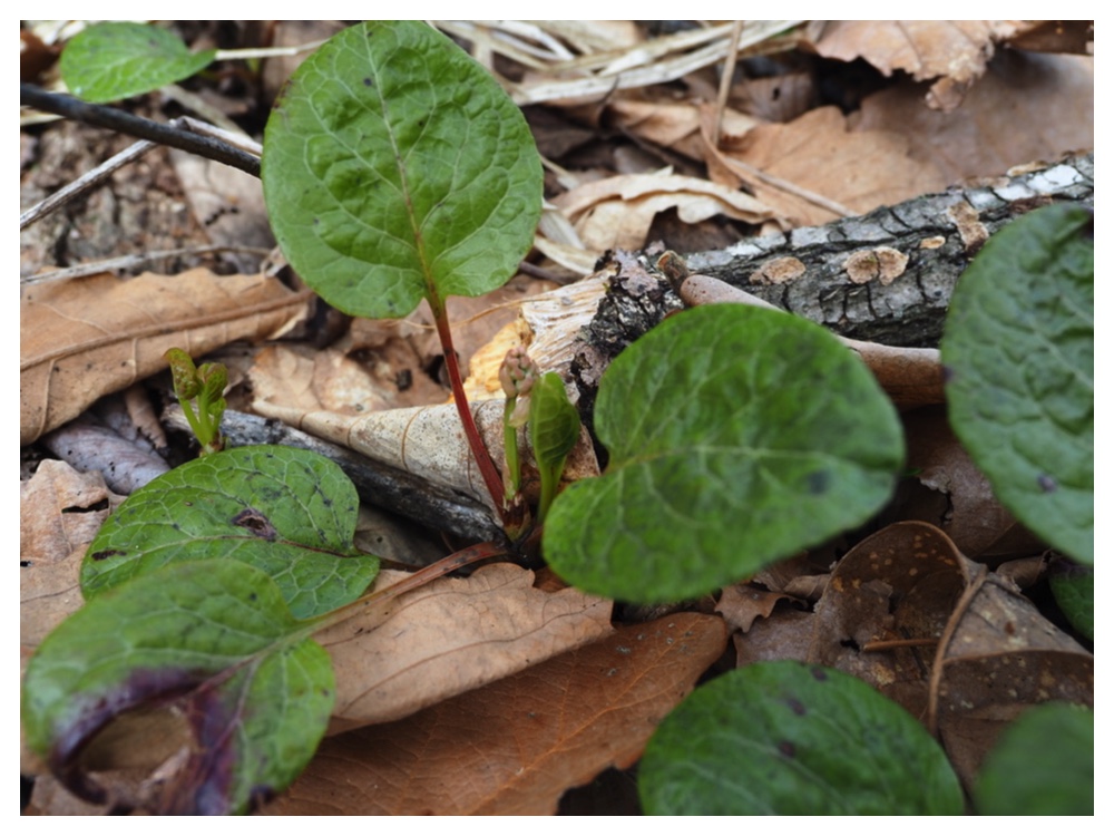 ベニバナイチヤクソウ