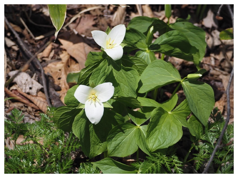 オオバナノエンレイソウ