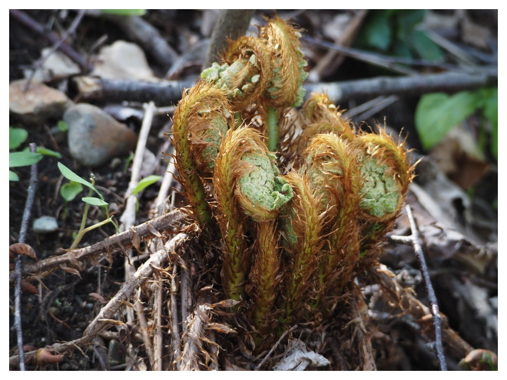 ヤマドリゼンマイ