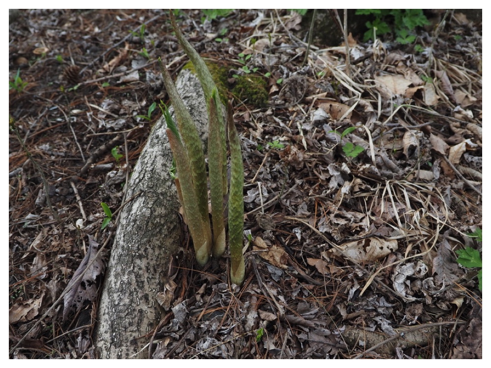コウライテンナンショウ