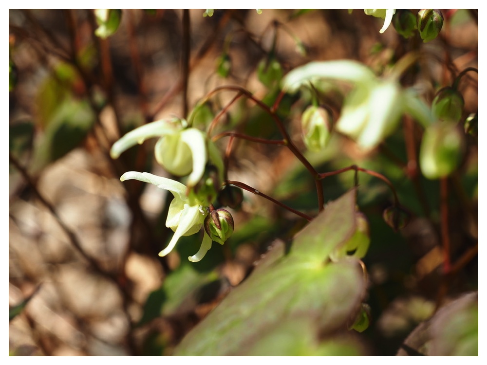 キバナイカリソウ