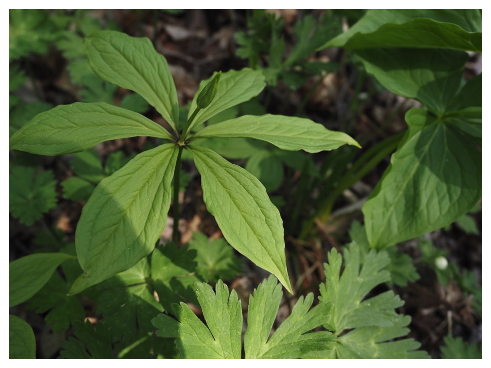 クルマバツクバネソウ