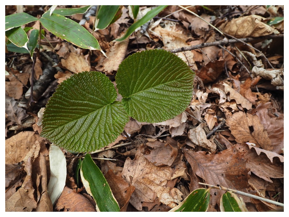 ミヤマハンノキ
