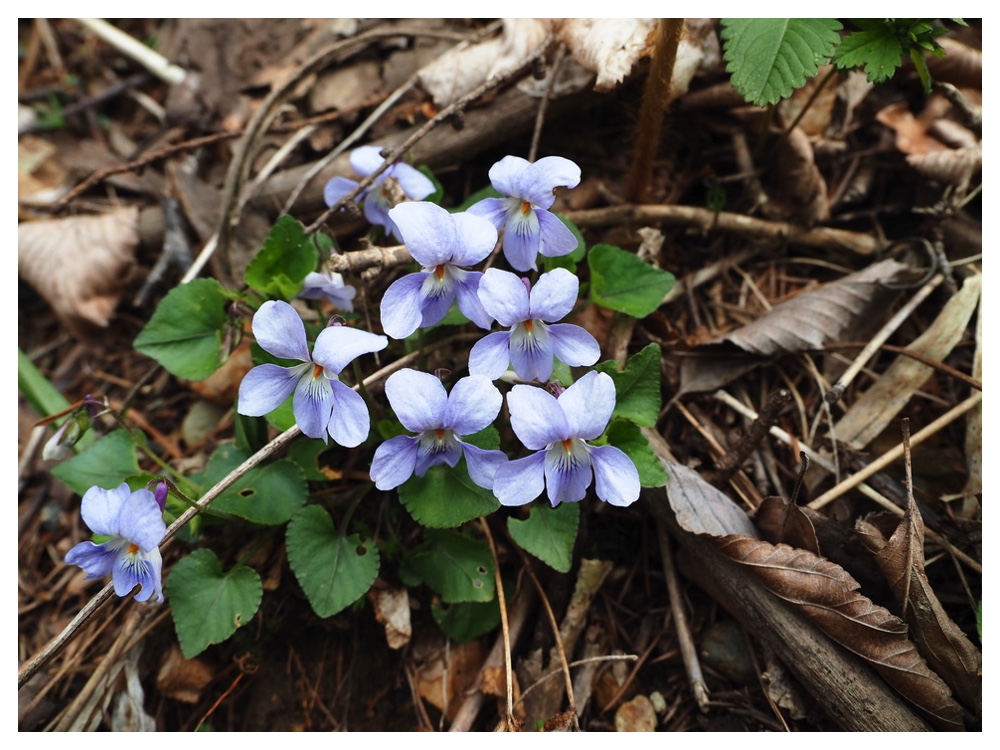 タチツボスミレ