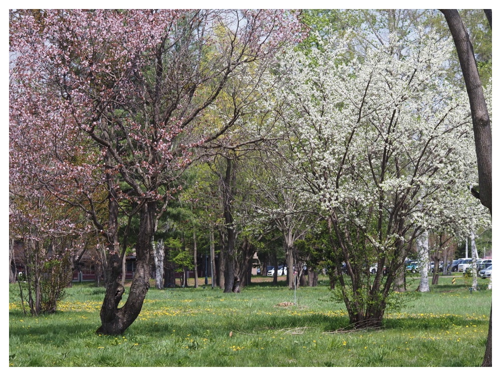エゾヤマザクラとスモモ