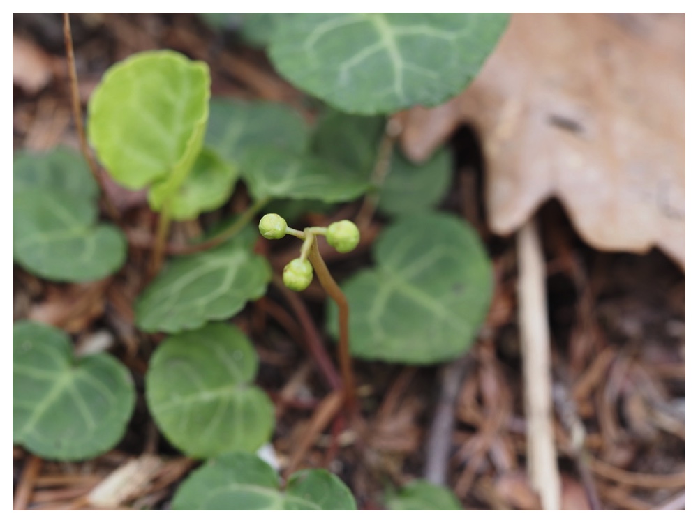 ジンヨウイチヤクソウ