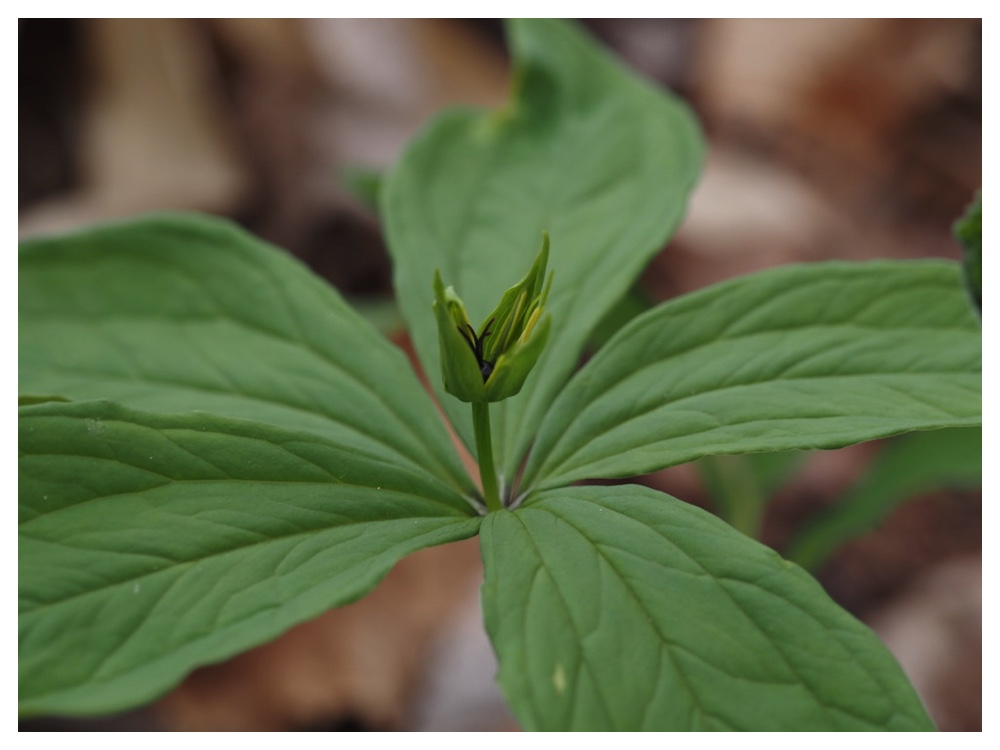 クルマバツクバネソウ