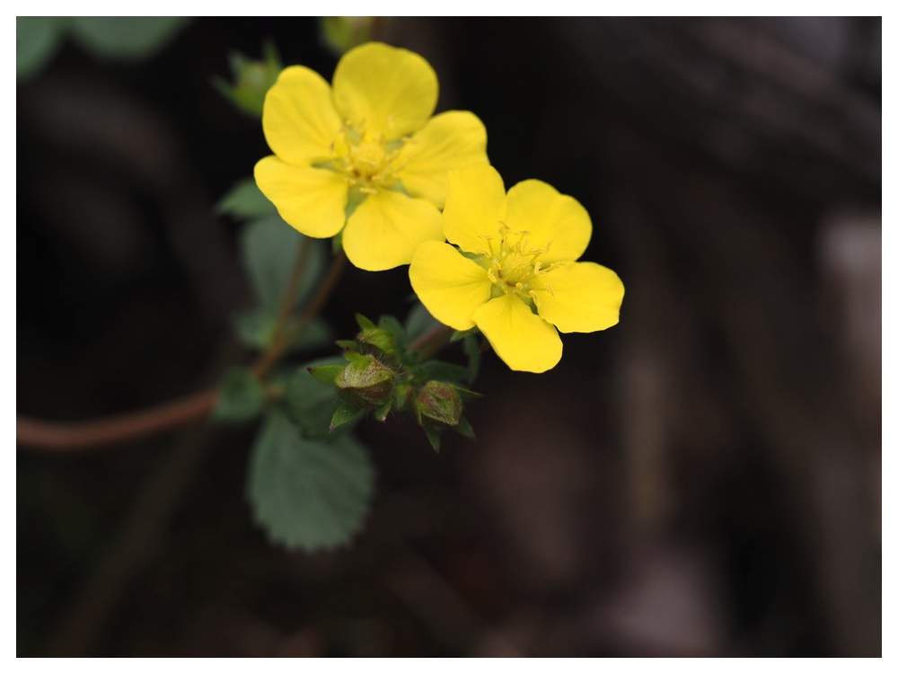 ミツバツチグリ