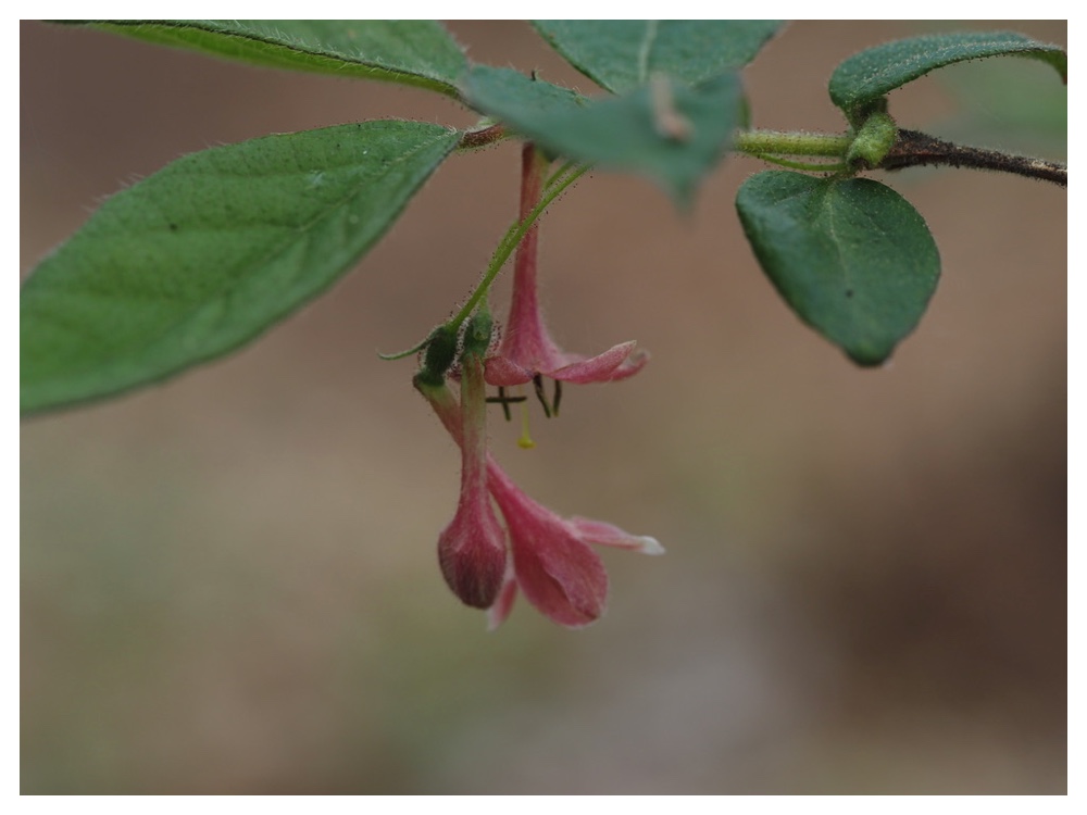 ミヤマウグイスカグラ