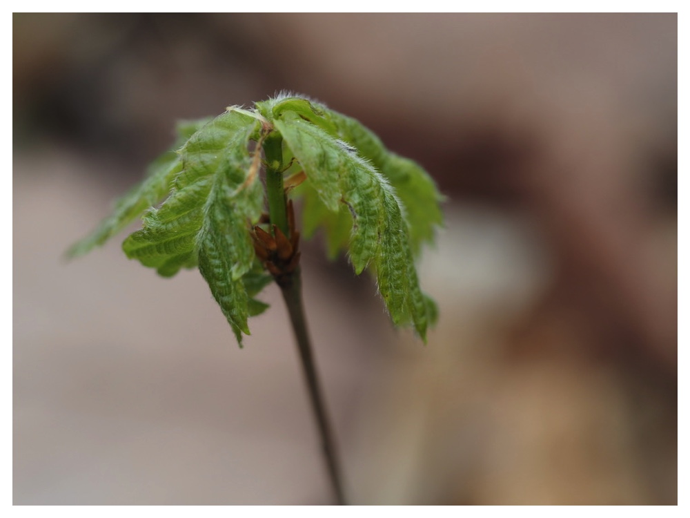 ミズナラの芽生え