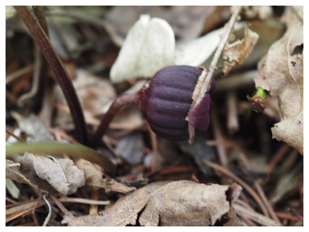 オクエゾサイシン