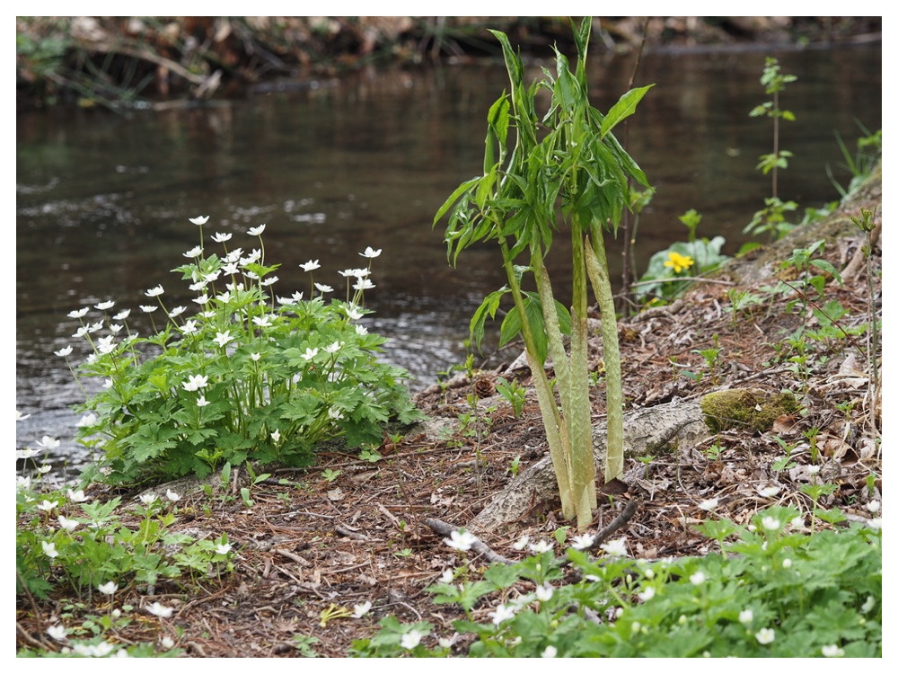 コウライテンナンショウ