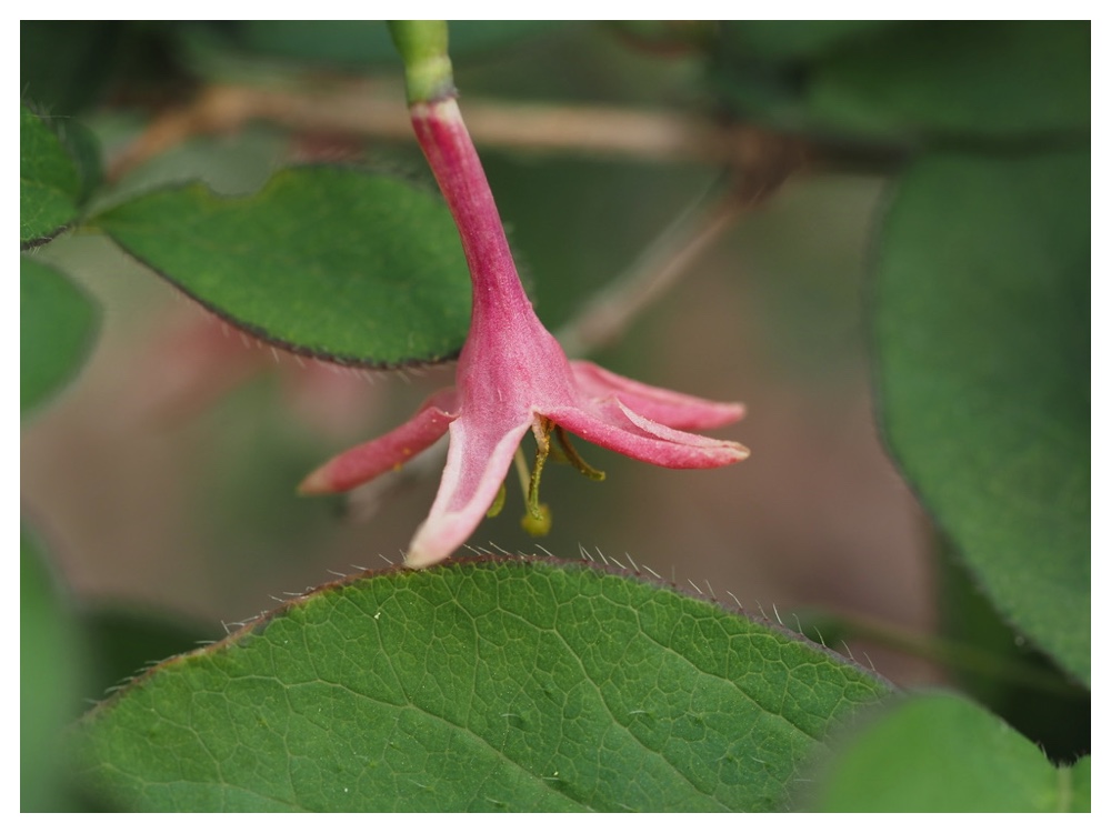 ミヤマウグイスカグラ