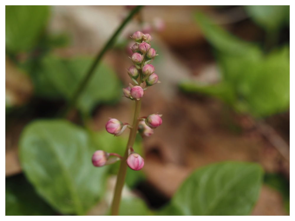 ベニバナイチヤクソウ