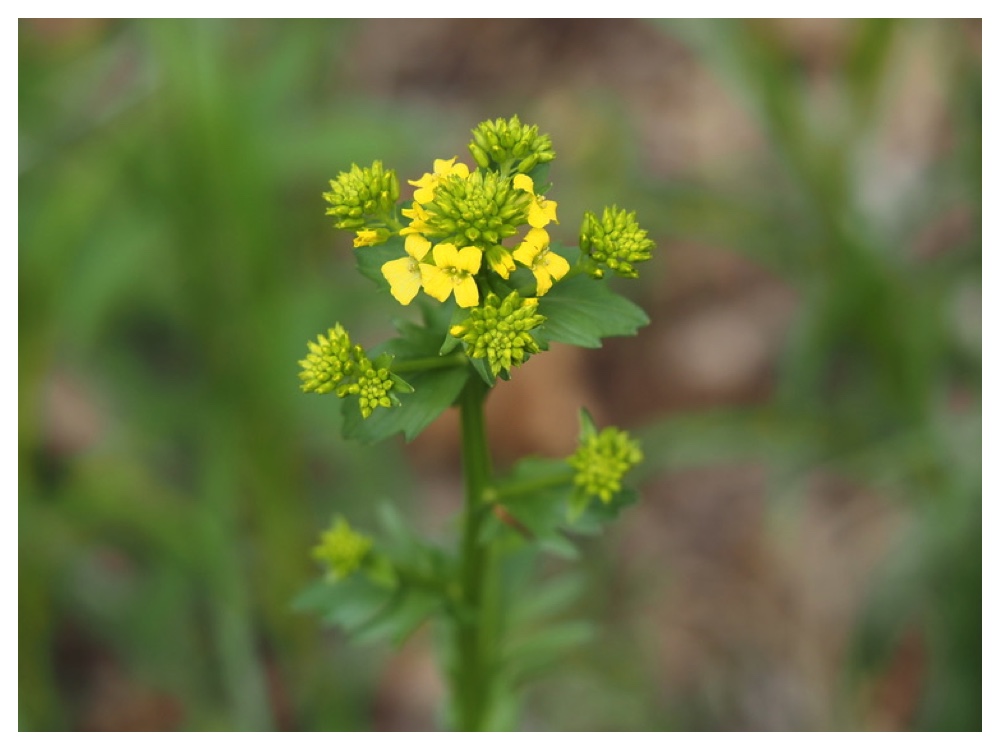 ハルザキヤマガラシ