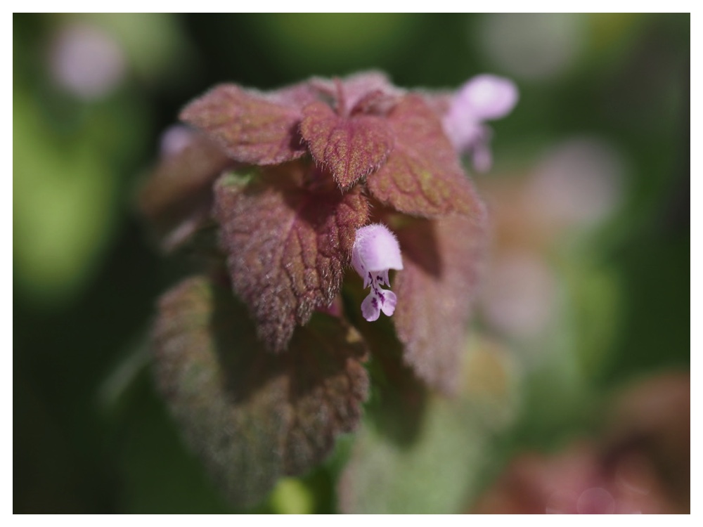 ヒメオドリコソウ